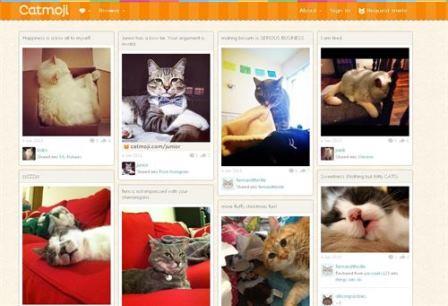 Catmoji The Pinterest of Cats