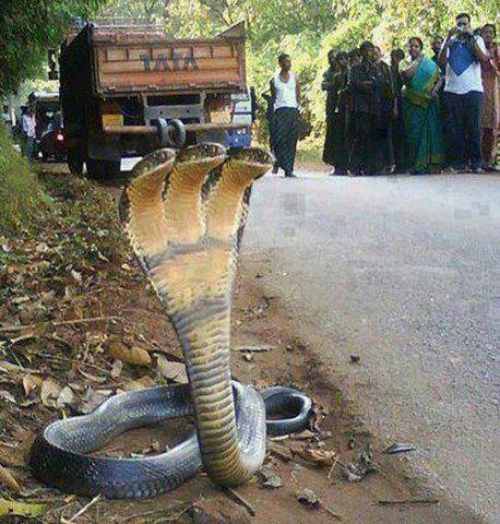 three head snake cobra