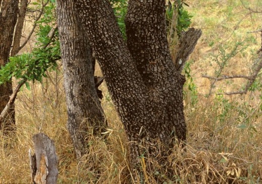Find A Leopard in This Photo