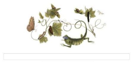  Maria Sibylla Merian Fly on Google Doodle